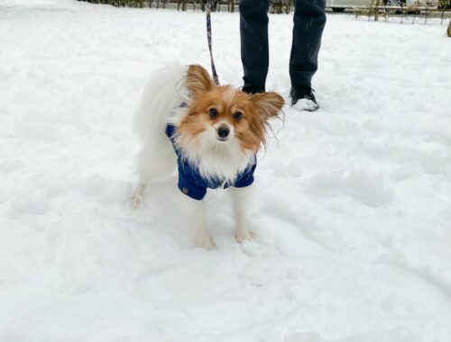 初めて雪に触れた愛犬の反応がコチラ・・・【パピヨンのエト】