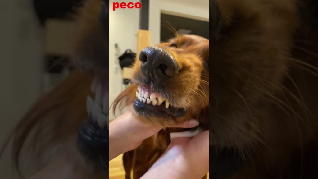 食後の刃歯 #shorts (peco postprandial blade) アイリッシュセター(アイリッシュセッター) Irish Setter 食後の刃歯 #shorts (peco postprandial blade) アイリッシュセター(アイリッシュセッター) Irish Setter