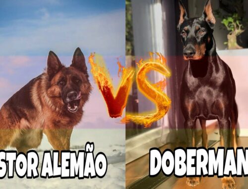 #short PASTOR ALEMÃO vs DOBERMAN