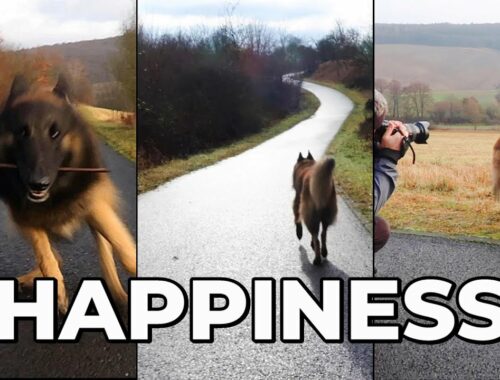 This is What Makes Dogs Happy | Belgian Shepherd Dog #shorts