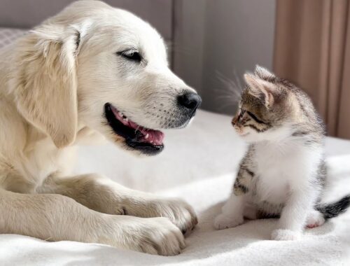 Golden Retriever Puppy Loves Tiny Kittens!