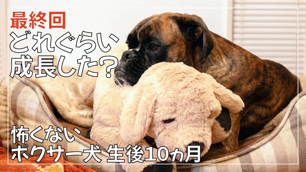 ボクサー犬 子犬が生後10ヵ月になったので身体測定をしてみました