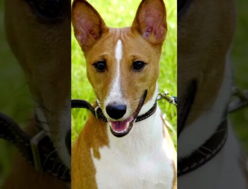 Are Basenji Dogs Good With Cats?