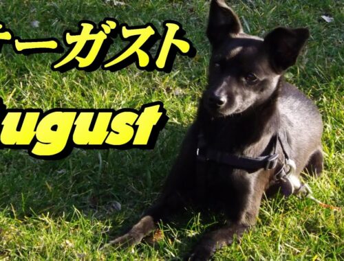 【我が家の犬】 スキッパーキとミニチュアピンチャーのミックス犬 【オーガスト】
