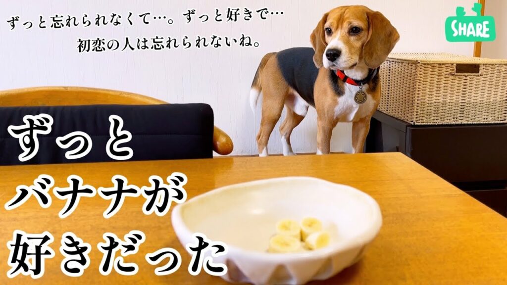 ビーグル犬 バナナに恋をする ビーグル犬 バナナに恋をする