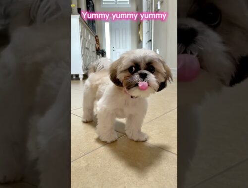 YUMMY Tasty Shih Tzu! 🐶🐾🍯  #shorts cuteness overload #shihtzu #cute #puppy #funny