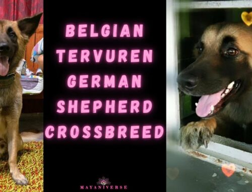 Belgian Tervuren - German Shepherd Crossbreed