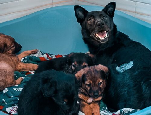 Mama Dog Wouldn’t Stop Smiling After Reunion with Her Stolen Puppies