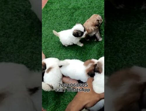 Lhasa Apso puppy for sale in Kerala female and male puppy #lhasaapso #lhasaapsodog #lhasaapsopuppy