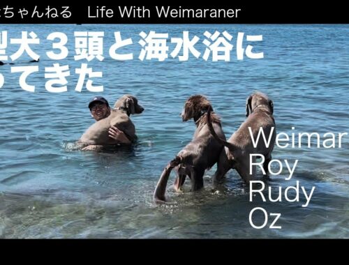 大型犬ワイマラナー３頭と海水浴に行ってきた