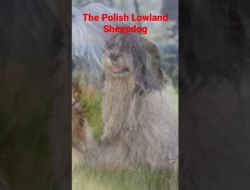 #The #Polish #Lowland #Sheepdog #shorts #fypシ #fyp @mansbestfriend4142