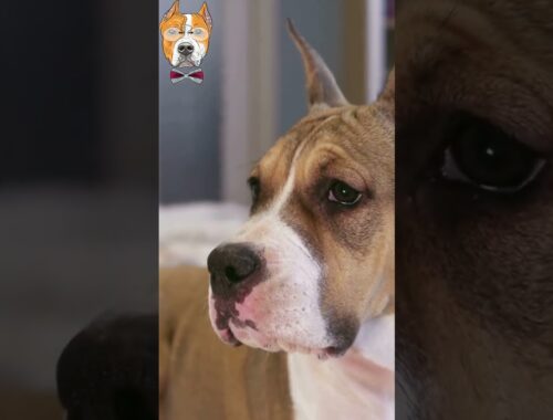 The American Staffordshire Terrier:Temperament and Personality Traits#shorts