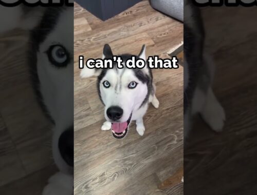 my dog tries to say MOOO