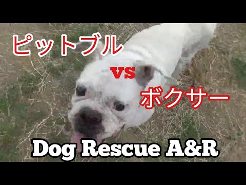 ボクサー武蔵vs ピットブル ピーちゃんDog Rescue A&R