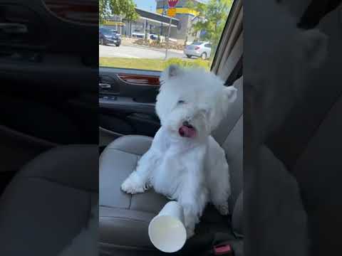 After the Win: Boy, the West Highland White Terrier