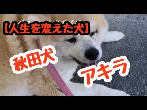 【秋田犬アキラ】人生を変えた犬