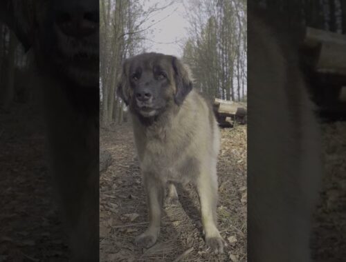 HAVING FUN IN THE WOODS #dog #leonberger #funny #beautiful