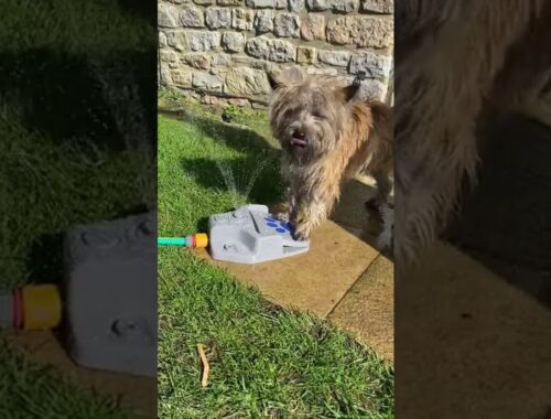 Cairn terrier playing with water 💦