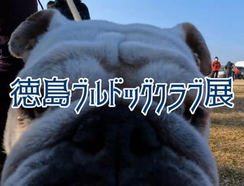 Japan Kennel Club Dog Show 【徳島ブルドッグクラブ展】Bull Dog Club