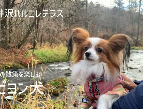 軽井沢ハルニレテラスで晩秋の散策を楽しむパピヨン犬 #65
