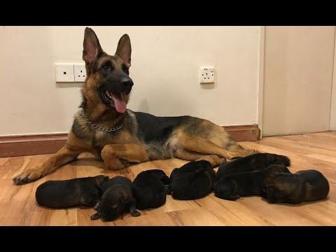 German shepherd Giving birth to 9 puppies -  (First Litter)