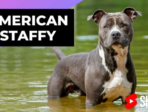 American Staffordshire Terrier 🐶 One Of The Most Popular Dog Breeds In The World #shorts