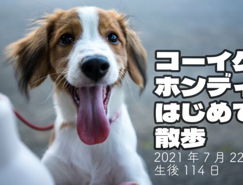 【コーイケルホンディエ】初めて散歩する子犬