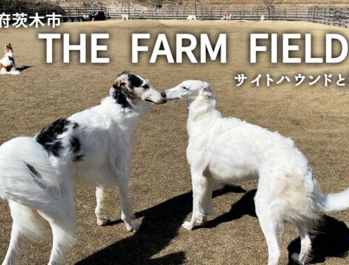 【THE FARM FIELD】大阪茨木市にある約1.800㎡もある開放的な天然芝のドッグランを満喫しました！ボルゾイ9頭アフガン1頭！遊ぶでーー！！