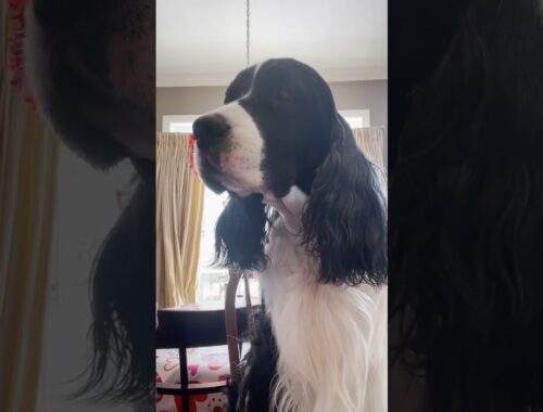 Cleaning My Dogs Ear With HICC Pets Ear Rinse| Cole The English Springer Spaniel #shorts