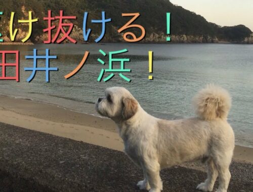 田井ノ浜の海岸を散歩するラサアプソ犬リッキー Lhasa Apso  to ramble about the beach!