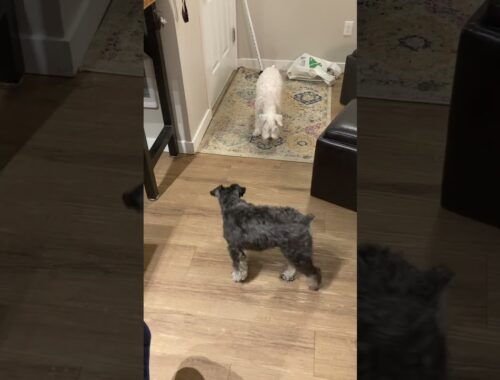 Miniature schnauzer brothers catch treats each time without fail
