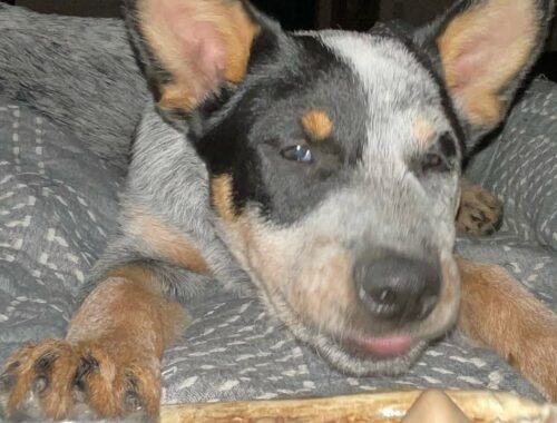 BLUE HEELER/ Australian Cattle Dog “Moxie”- the baby dogg-  a