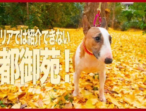 ［ブルテリア］Miniature Bull Terrier  ブルテリアは歴史のある京都御苑を紹介できるの？Can bull terriers introduce Kyoto Gyoen?