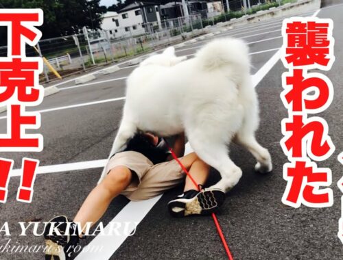 【秋田犬】小学生の息子が体重40キロの大型犬に襲われたら！？
