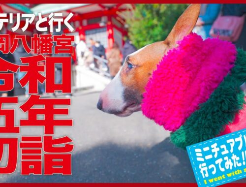 ［ブルテリア］Bull Terrier ブルテリアと初詣は大変？ Is New Year's visit to a Shinto shrine with a bull terrier hard?