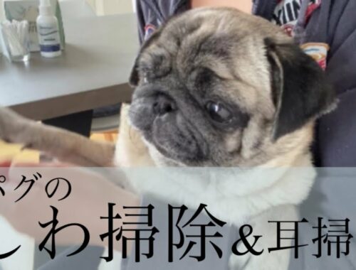 【パグ犬 炭鈴】パグのしわ掃除＆耳掃除の方法 | 我が家流 | How to clean pug face wrinkles | Pug