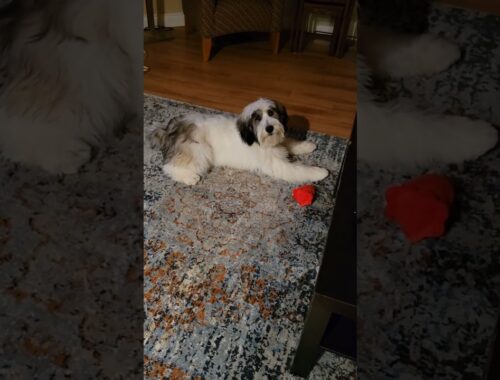 My Polish Lowland Sheepdog puppy is too cute with his new grooming! #ponpuppy #cutepuppyvideos
