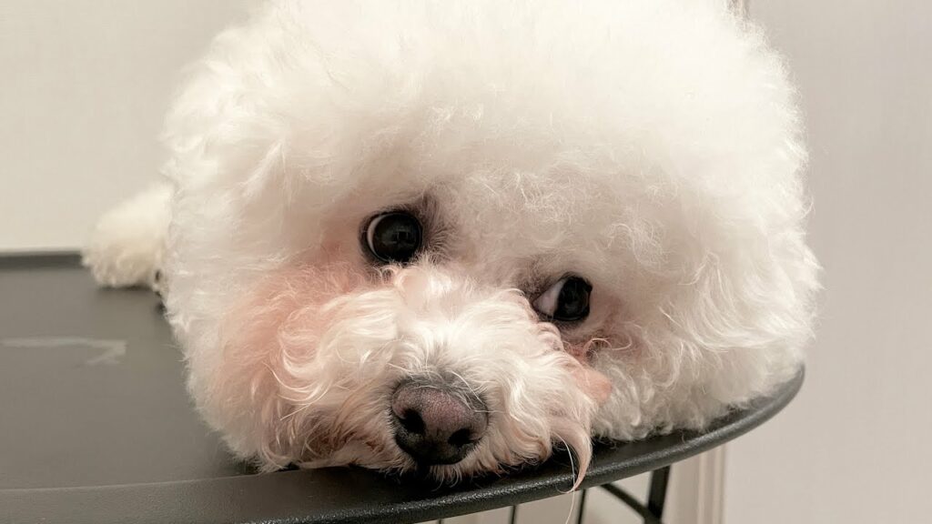 すぐ拗ねるビションフリーゼ犬