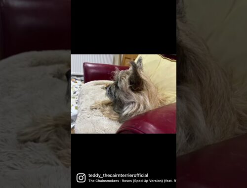 Bonnie the cairn terrier lying in the arm chair #fypシ #cairnterrier #dogs #puppy