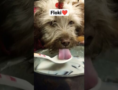Cute Puppy Dog 🐶 | Morning Food Everyday @Floki_The_Lhasaapso #shorts #youtubeshorts #shortsvideo