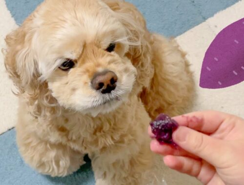 焼き芋好きな犬は紫芋を食べられるのか？
