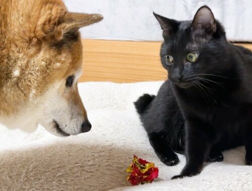 末っ子猫が遊んでいたおもちゃを柴犬が取ってしまった数秒後に猫がまさかの行動に…笑