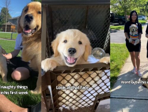 Golden Retriever Puppy's Cute And Naughty Moments In His First week With Family