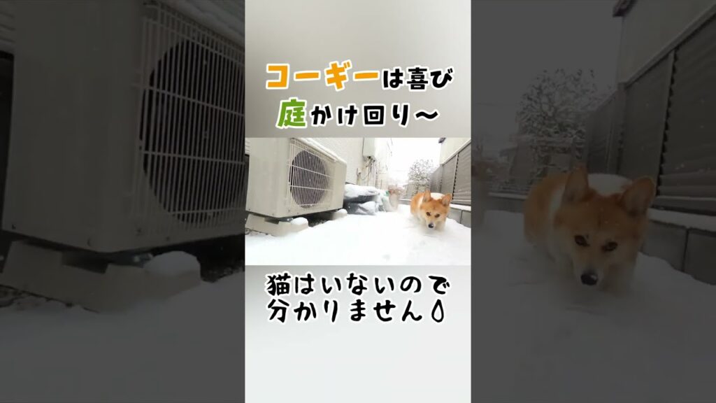 【コーギー】庭付きの家を買ってよかったと思った時