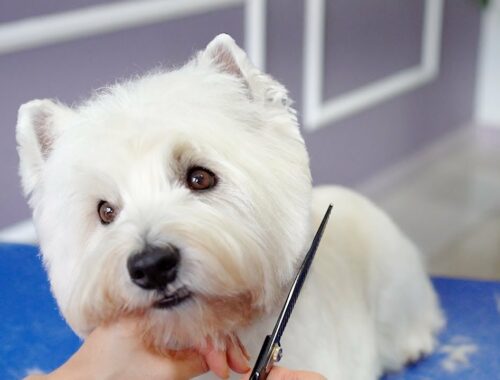WEST  HIGHLAND WHITE TERRIER GROOMING ✂️🐶❤️ with hand stripping