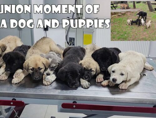 The moment of reunion of cute puppies with mother dog after only 2 hours of treatment.