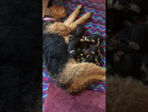 Things can get pretty rowdy during nursing for Eclipse Airedale pups