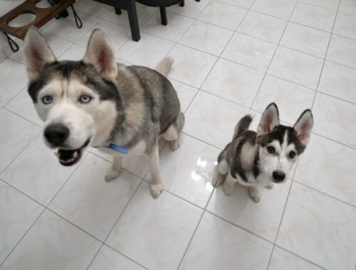 What a Day in The Life of a Husky Puppy and His Dad Looks Like!