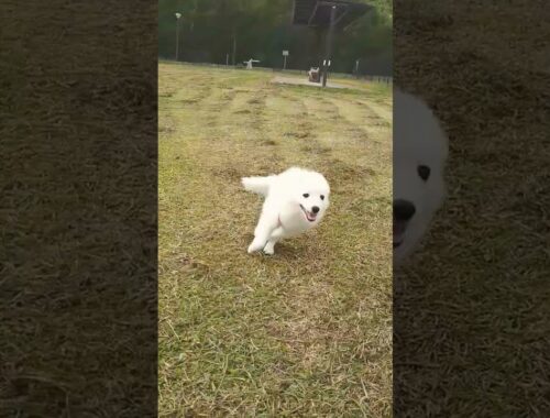 【爆走】走り回る日本スピッツの子犬