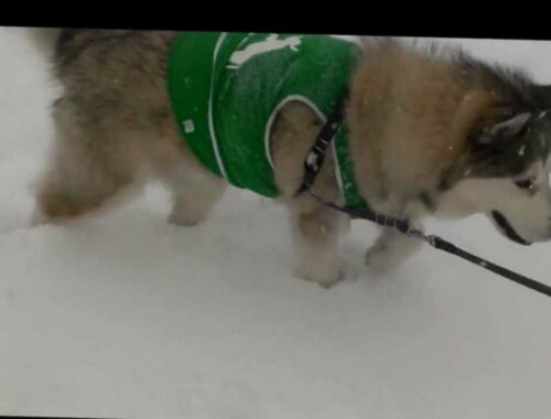 Alaskan Maramute 雪にもぐる犬　アラスカンマラミュート.wmv